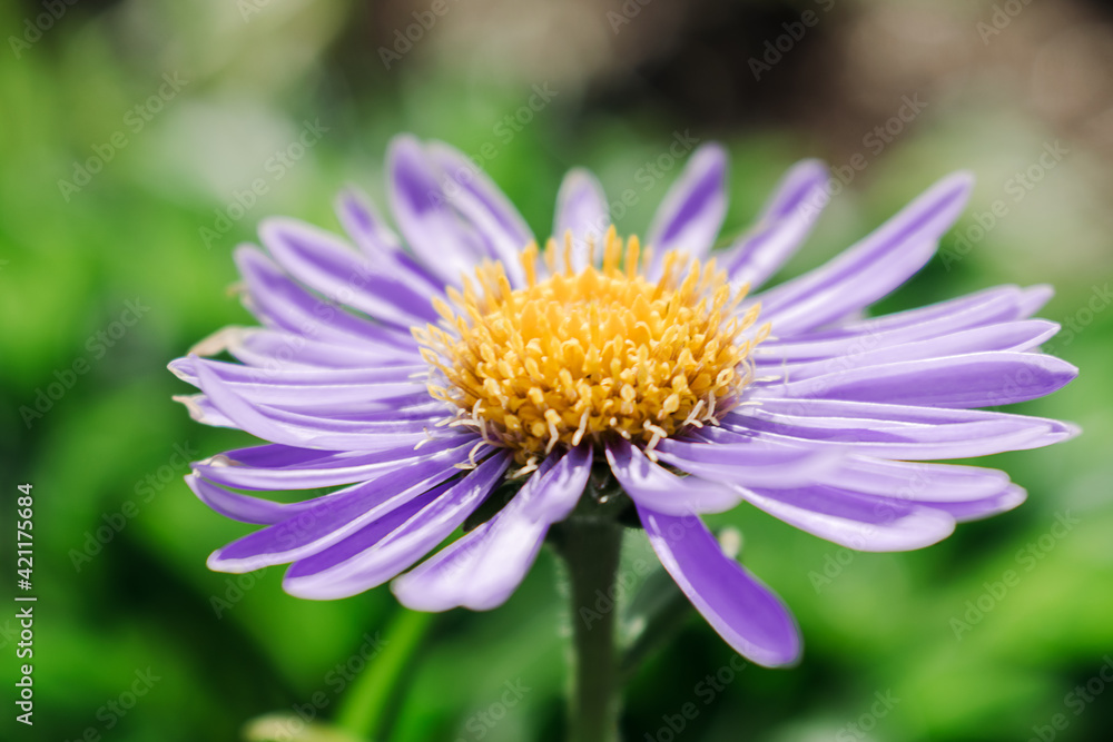 Lilac alpine aster close-up on the background of a flower bed.Gardening and floriculture concept.Selective focus with shallow depth of field. Lilac alpine aster close-up on the background of a flower bed.Gardening and floriculture concept.Selective focus with shallow depth of field.