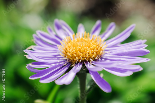 Lilac alpine aster close-up on the background of a flower bed.Gardening and floriculture concept.Selective focus with shallow depth of field.