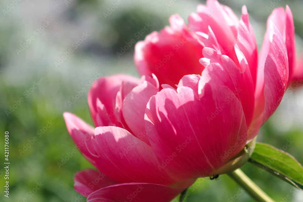 Pink terry peony close-up on the background of a flower bed,side view.Gardening and floriculture concept.Selective focus with shallow depth of field. Pink terry peony close-up on the background of a flower bed,side view.Gardening and floriculture concept.Selective focus with shallow depth of field.