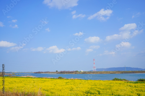 菜の花畑と吉野川　遠方に眉山(徳島県上板町)