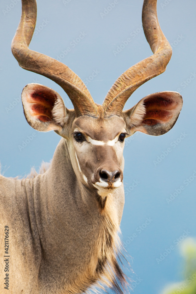 Kudu Portrait Animals Wildlife Africa 