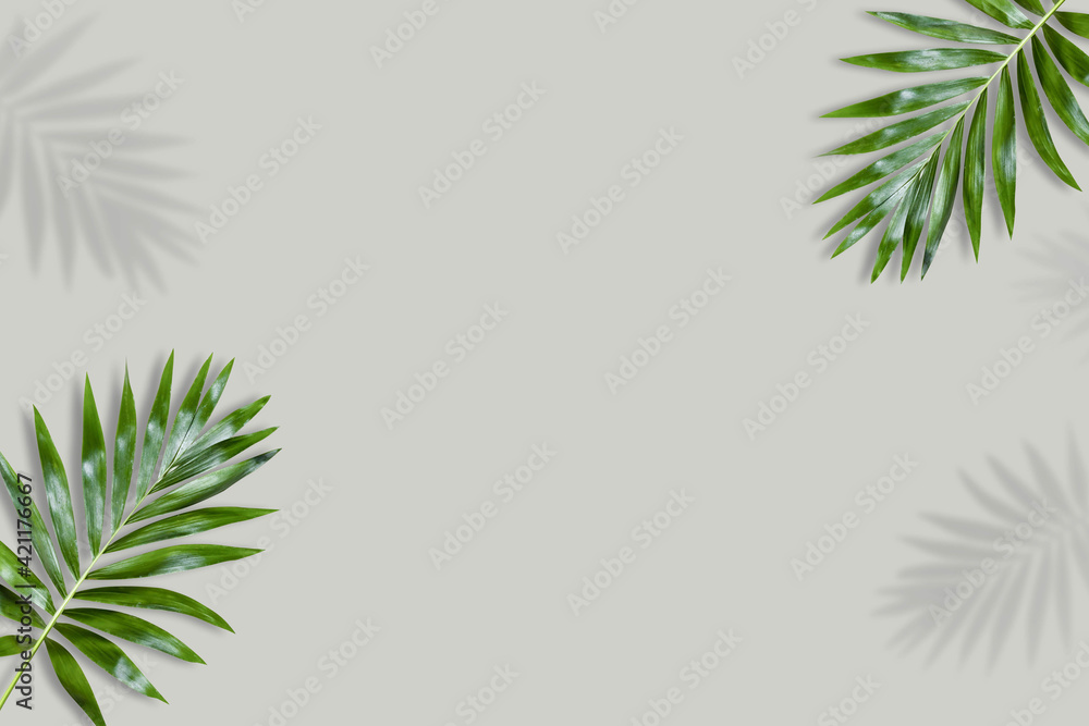 green palm leaf branches on white background. flat lay, top view green palm leaf branches on white background. flat lay, top view