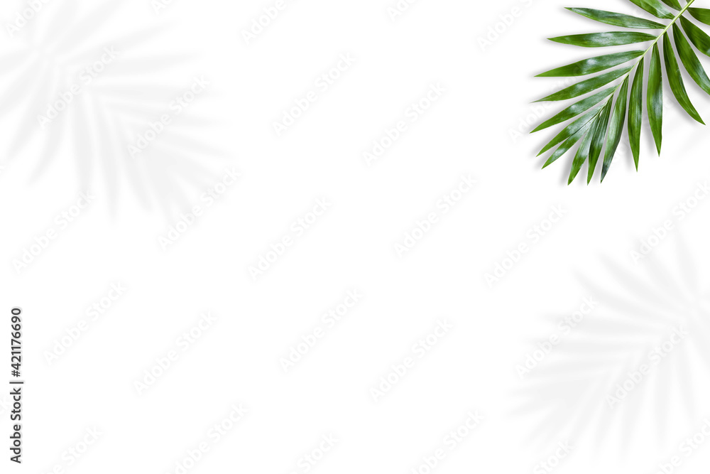 green palm leaf branches on white background. flat lay, top view green palm leaf branches on white background. flat lay, top view