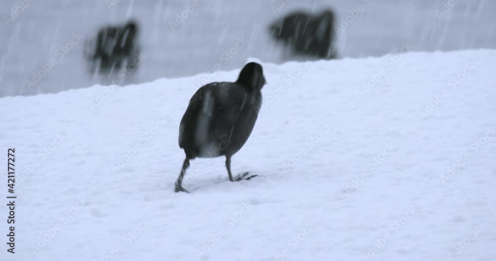 The Eurasian coot on a meadow covered by snow in winter, Soderica, Croatia The Eurasian coot on a meadow covered by snow in winter, Soderica, Croatia