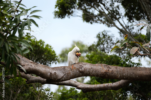 Australian Sulphur-crested cockatoo eating a whole passionfruit after snatching it from a vine