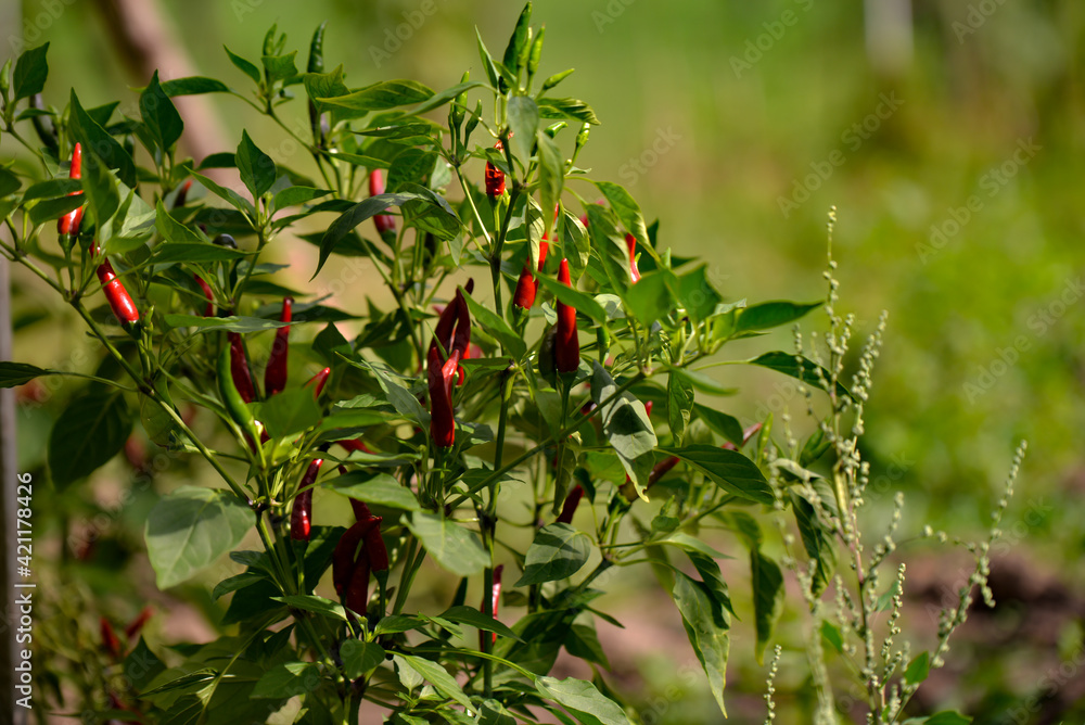 Hot peppers in the garden. Capsicum plant during maturation. rich harvest of natural vegetables