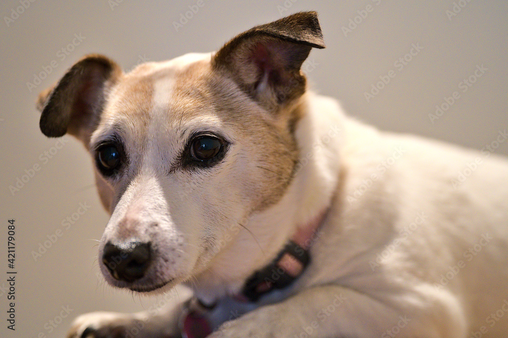 Beautiful close up view of cute Jack Russell Terrier dog lying on stairs. Very sad dog. Dogs eyes and ears. Animal emotions