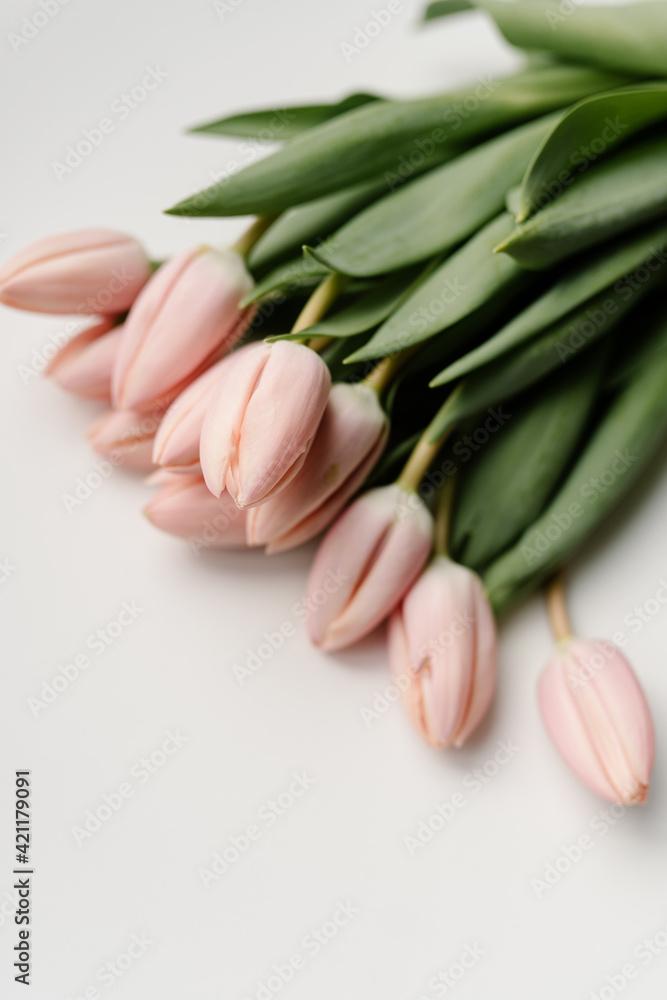 bunch of blush pink tulips on white background bunch of blush pink tulips on white background