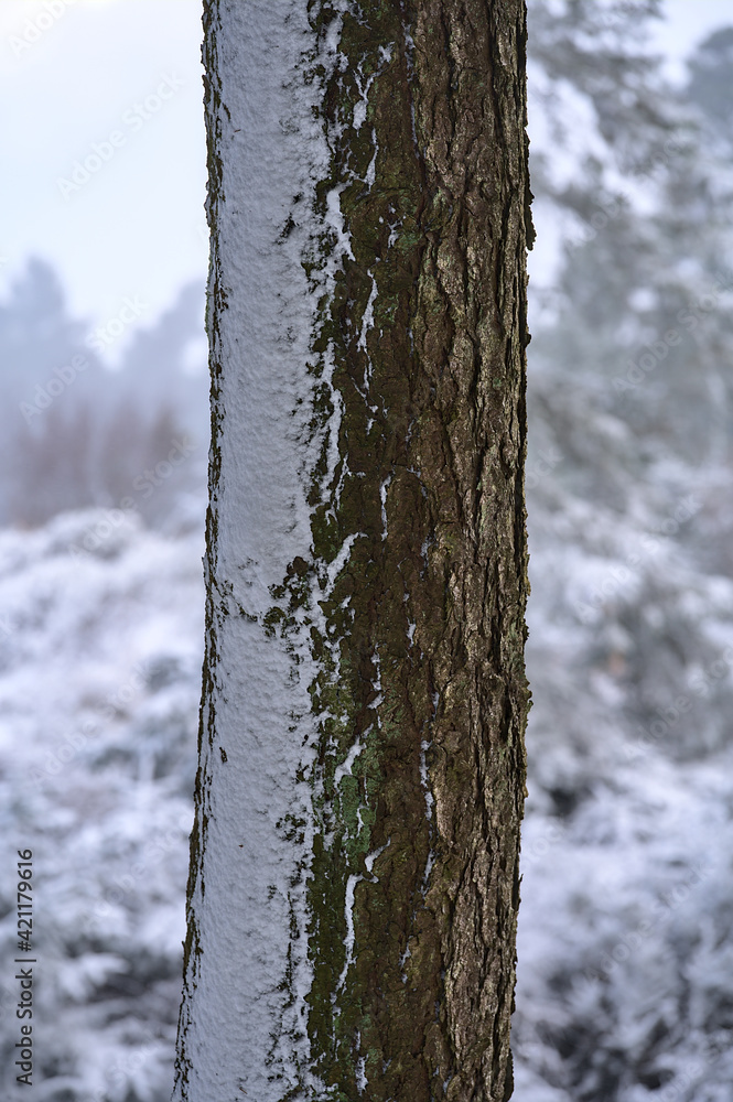 Fototapeta premium Beautiful vertical view of winter wind texture of snow on fir tree trunk in Ticknock Forest National Park, Co. Dublin, Ireland. Unusual Irish winter. Orientation concept
