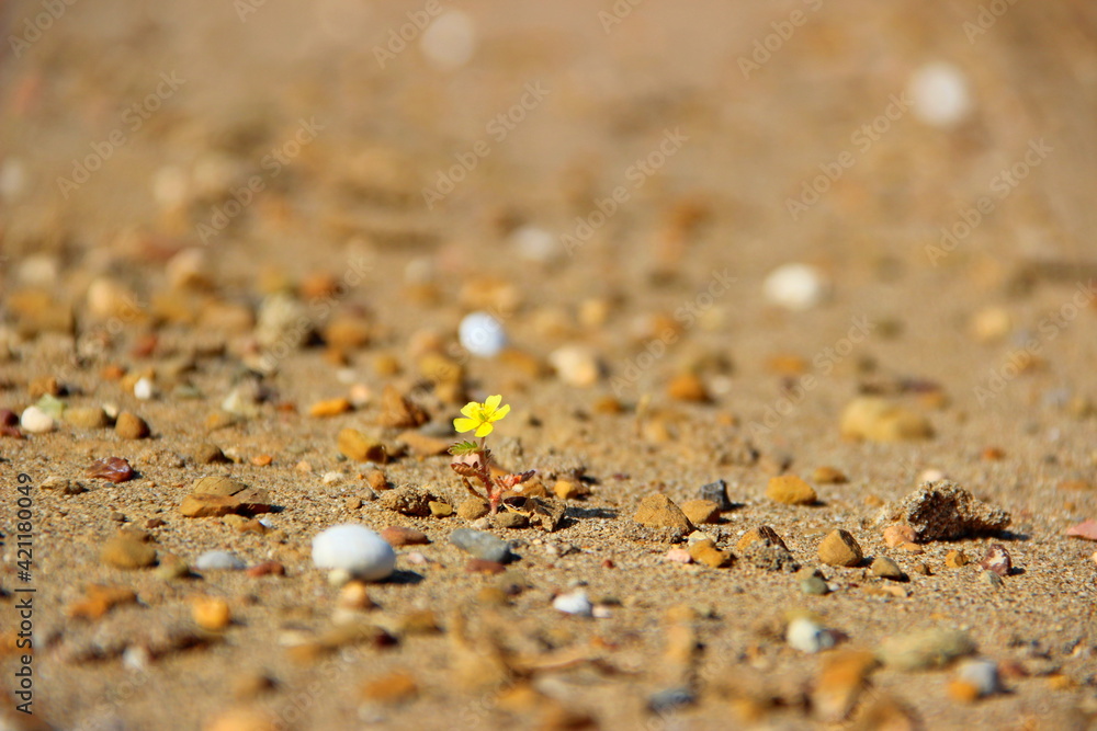 sand on the beach sand on the beach