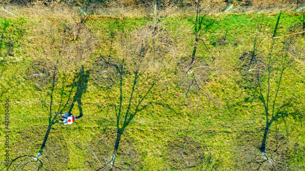 Fototapeta premium Aerial view on gardener who sprays fruit trees in orchard using atomizer