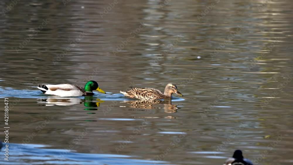 The mallard or wild duck, Anas platyrhynchos is a dabbling duck which breeds throughout the temperate and subtropical Americas, Eurasia, and North Africa The mallard or wild duck, Anas platyrhynchos is a dabbling duck which breeds throughout the temperate and subtropical Americas, Eurasia, and North Africa