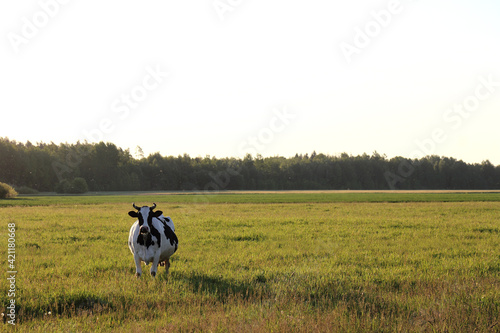 black and white mammal on a large field on a forest background. cow in rural landscape