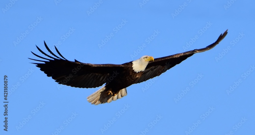 Obraz premium close up of a magnificent bald eagle in flight on a sunny winter day at barr lake state park in brighton, near denver, colorado