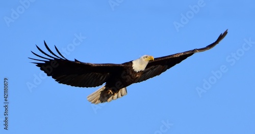 close up of a magnificent bald eagle in flight on a sunny winter day at barr  lake state park in brighton, near denver, colorado