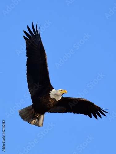 close up of a magnificent bald eagle in flight on a sunny winter day at barr  lake state park in brighton, near denver, colorado