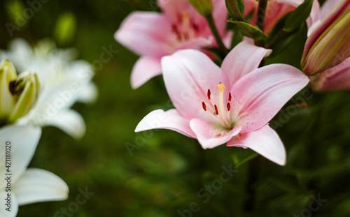 Beautiful spring or summer blooming Lily plant. Selective focus with shallow depth of field
