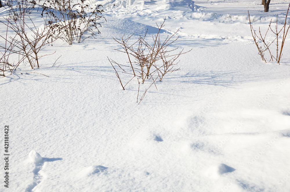 Winter snow in park. Snowy white texture Winter snow in park. Snowy white texture