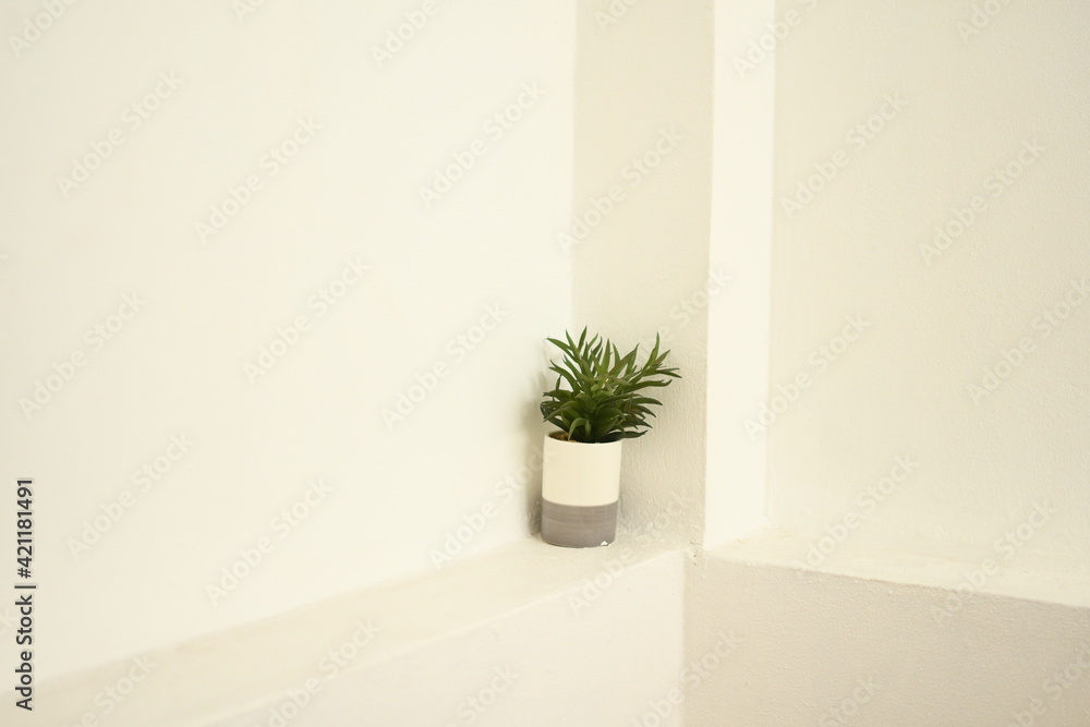 plant in a vase put on white wall background plant in a vase put on white wall background
