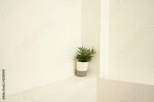 Fototapeta Naklejka Na Ścianę i Meble -  plant in a vase put on white wall background