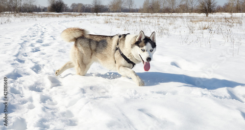 Husky dog running in the snow