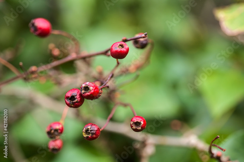 Beautiful closeup view of dry Crataegus spp. (Hawthorn) berries with green leaves in spring, Dublin, Ireland