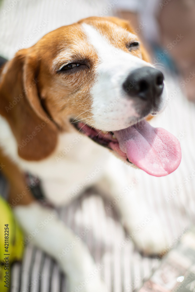 Young beagle dog outside Young beagle dog outside