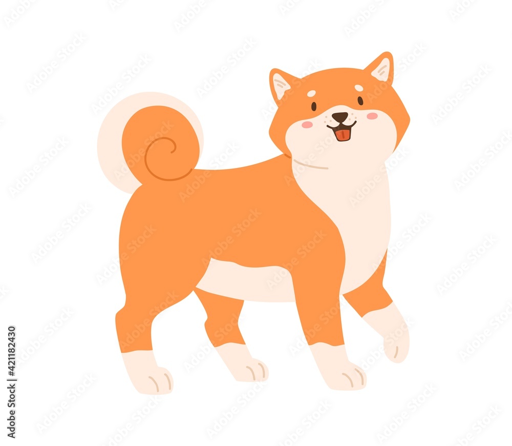 Fototapeta premium Cute kawaii dog of Shiba Inu breed walking. Friendly adorable puppy with funny muzzle. Japanese Akita doggy. Colored flat vector illustration sweet lovely animal isolated on white background