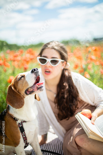 Young beagle dog in poppy field © PIXbank