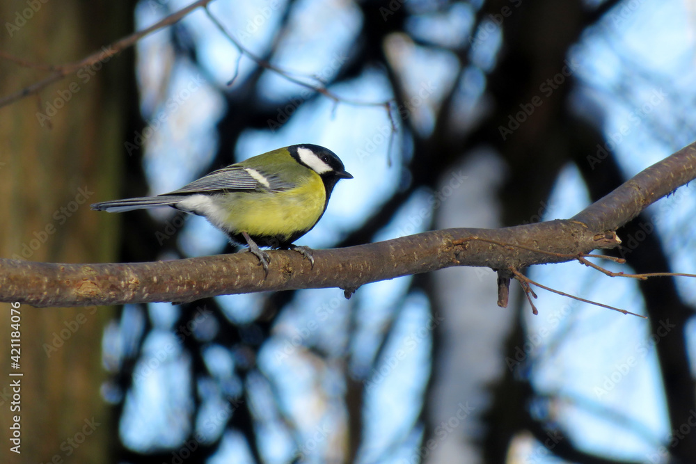 Tit sitting on a branch in the park. Concept for cold weather, titmouse as a symbol of spring Tit sitting on a branch in the park. Concept for cold weather, titmouse as a symbol of spring