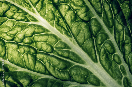 napa cabbage texture . macro shot photo