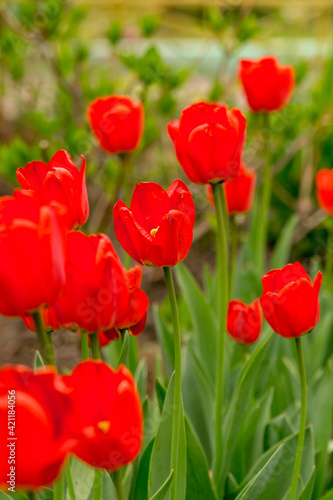 Red garden tulips. Variety  Oxford