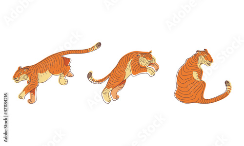 Striped Tiger with Orange-brown Fur as Wild Cat Specie in Different Poses Vector Set