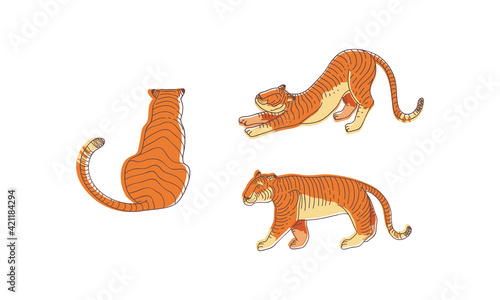 Striped Tiger with Orange-brown Fur as Wild Cat Specie in Different Poses Vector Set