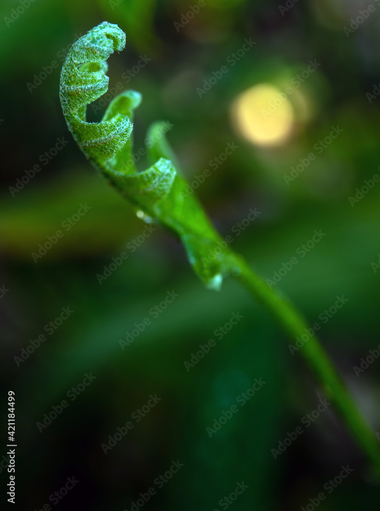 Close-up Freshness green leaves of Oak-Leaf fern on natural background Close-up Freshness green leaves of Oak-Leaf fern on natural background