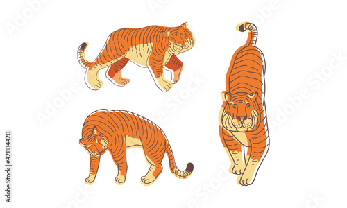 Striped Tiger with Orange-brown Fur as Wild Cat Specie in Different Poses Vector Set
