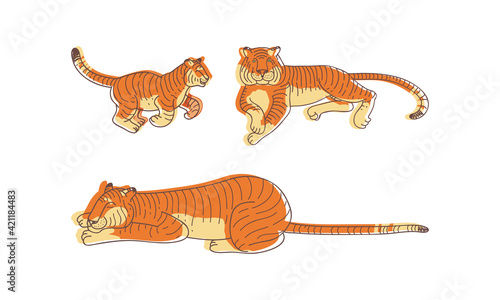 Striped Tiger with Orange-brown Fur as Wild Cat Specie in Different Poses Vector Set