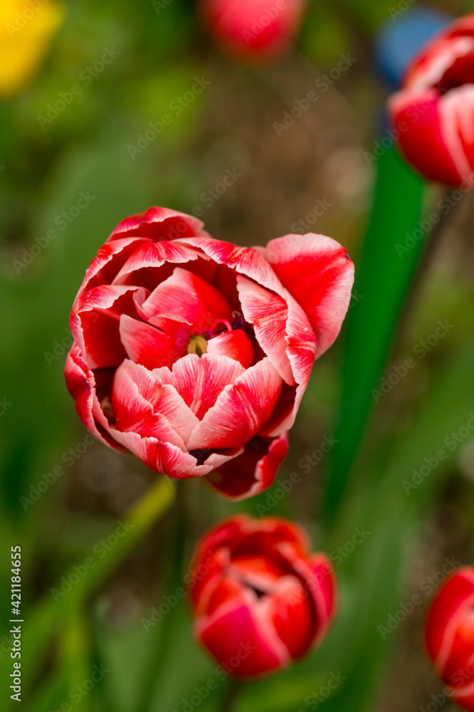 Tulip Tulip