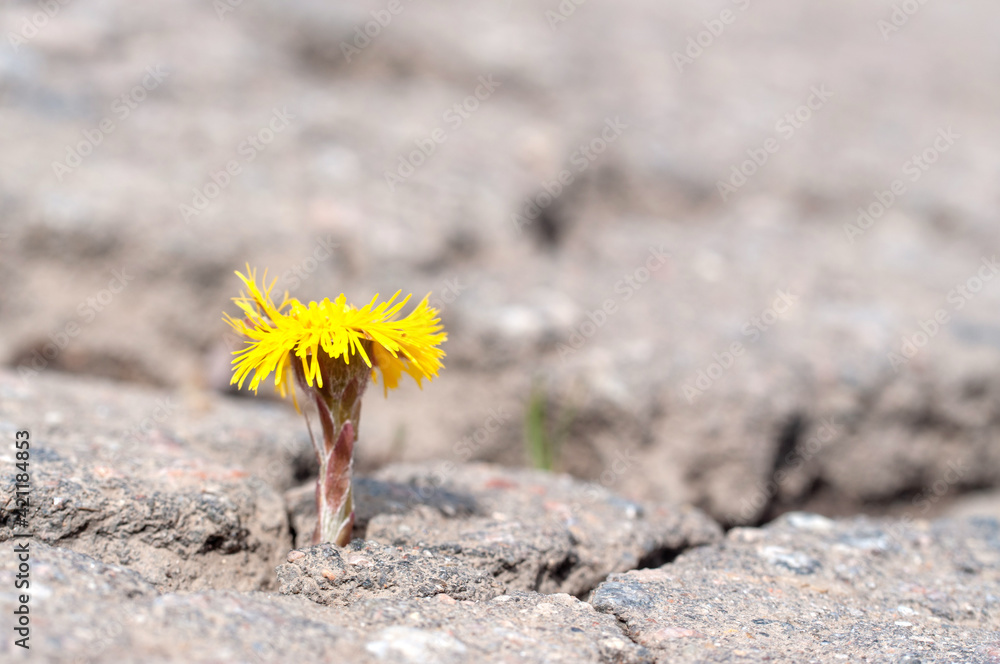 a flower grows from under the asphalt on the a flower grows from under the asphalt on the