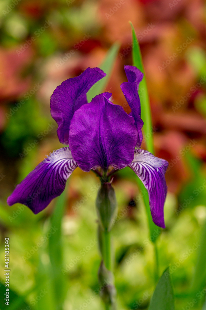 Beautiful lonely iris