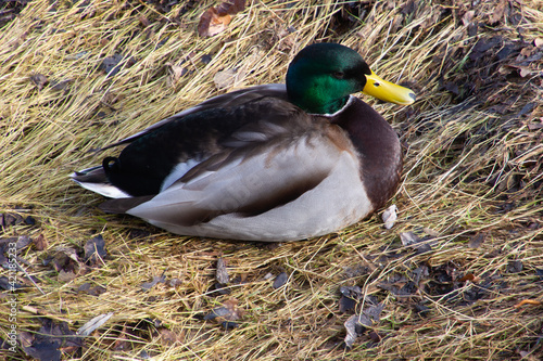 High angle view on a male mallard duck sitting in dry grass, also called Anas platyrhynchos