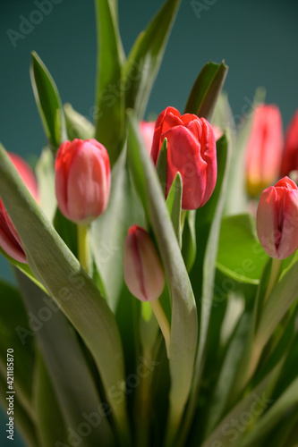 Red tulips on green background