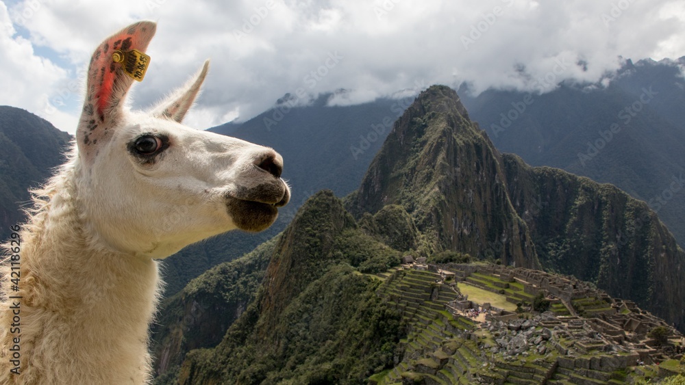 Fototapeta premium Llama at Machu Pichu