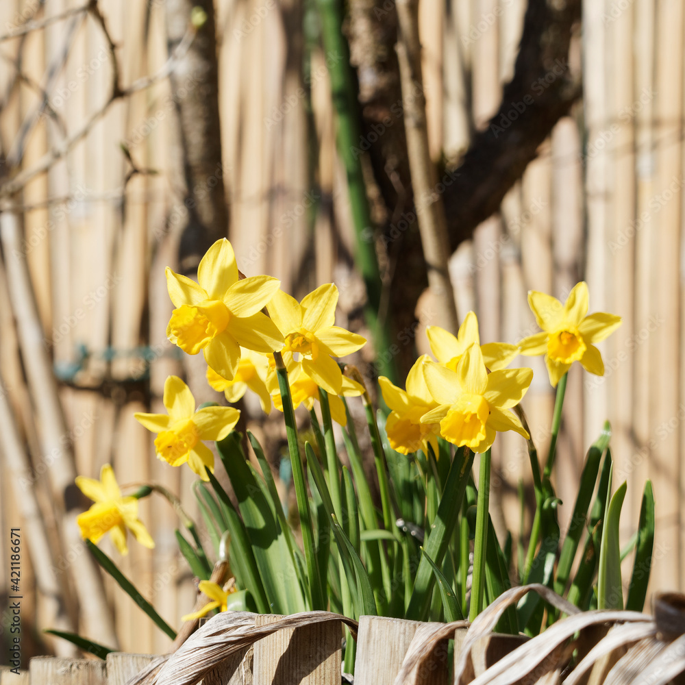 Obraz premium Narcissus cyclamineus des jardins | Narcisses nains ou jonquilles botaniques à tépales et couronne jaune vif sur tige courte et feuilles écailleuses vert moyen