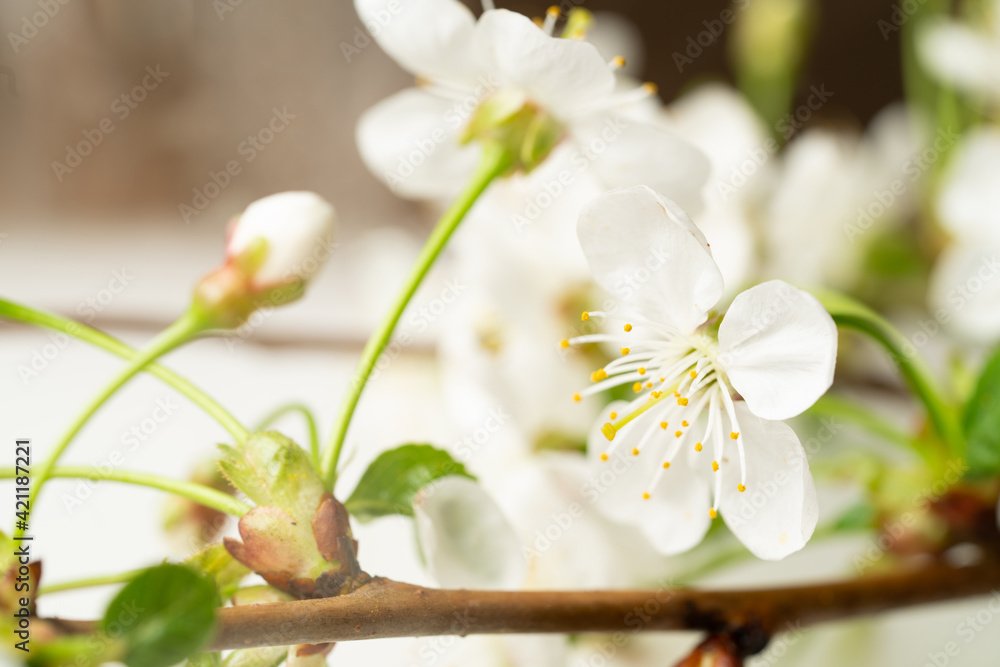 Branch with White Cherry Flowers and Buds