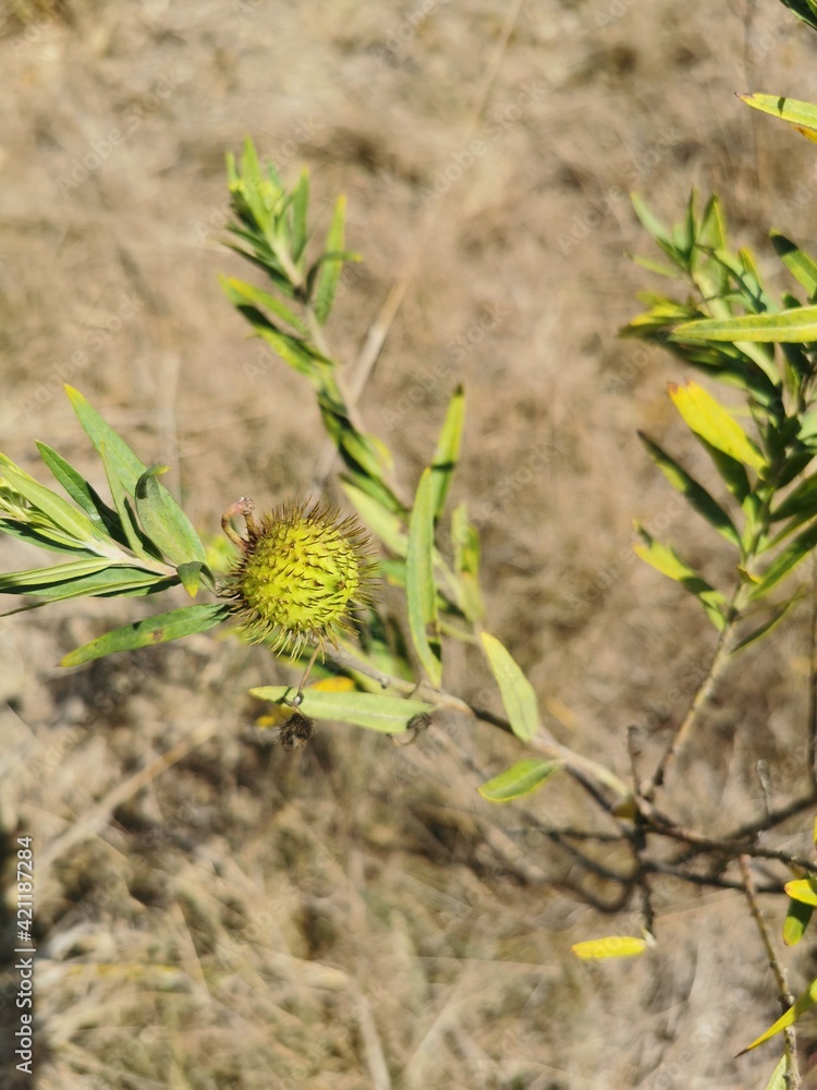 Narrow Leaf Cotton Bush (Gomphocarpus fruticosus) Narrow Leaf Cotton Bush (Gomphocarpus fruticosus)