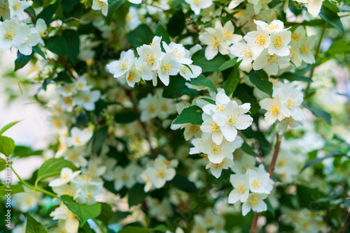 White Blooming Jasmine Background