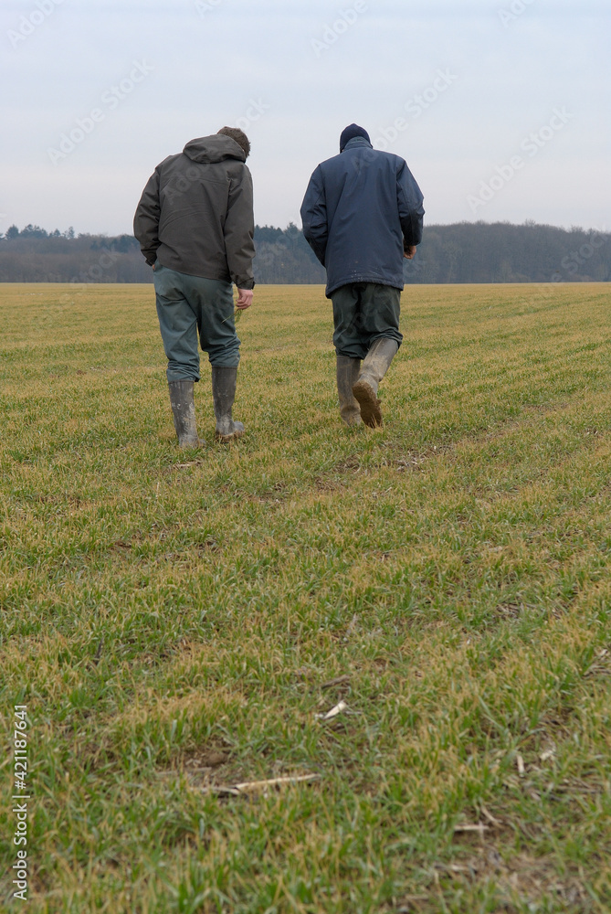 Agriculteur et technicien de la Chambre d'agriculture en train de constater les dégats du gel sur un champ de blé
