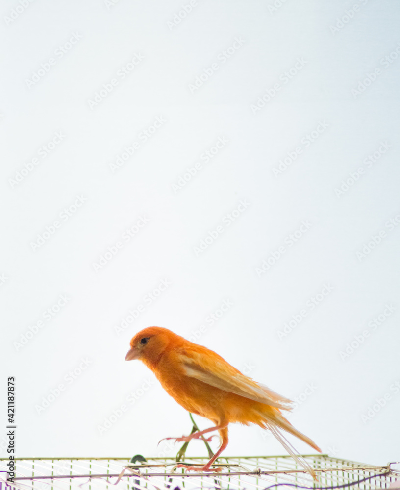 Orange canary on a white background