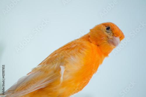 Head and torso of an orange canary on a white background